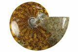 Polished Cretaceous Ammonite (Cleoniceras) Fossil - Madagascar #303884-1